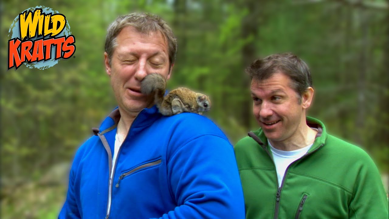 Flying Squirrel Powers! | Wild Kratts