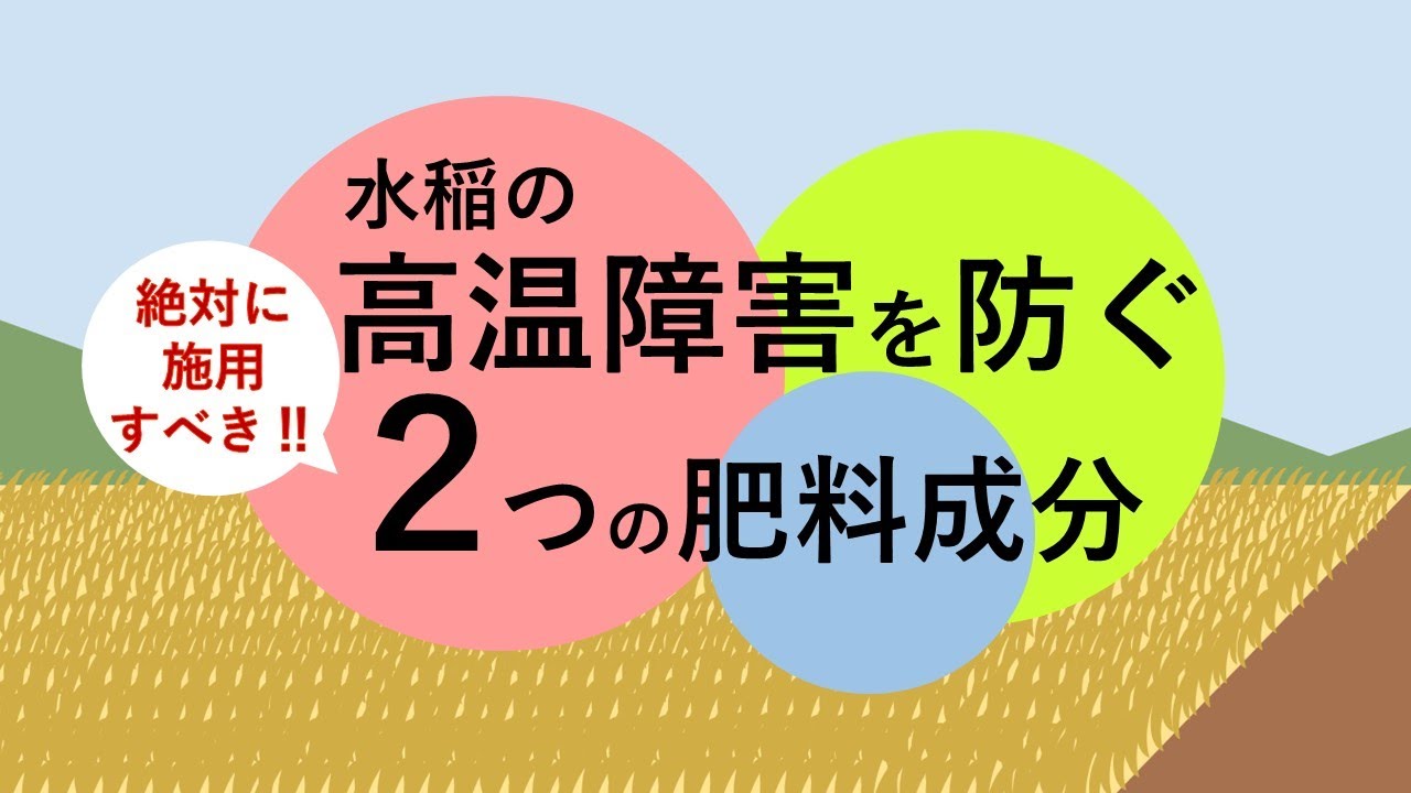 水稲の高温障害を防ぐ絶対に施用すべき2つの肥料成分