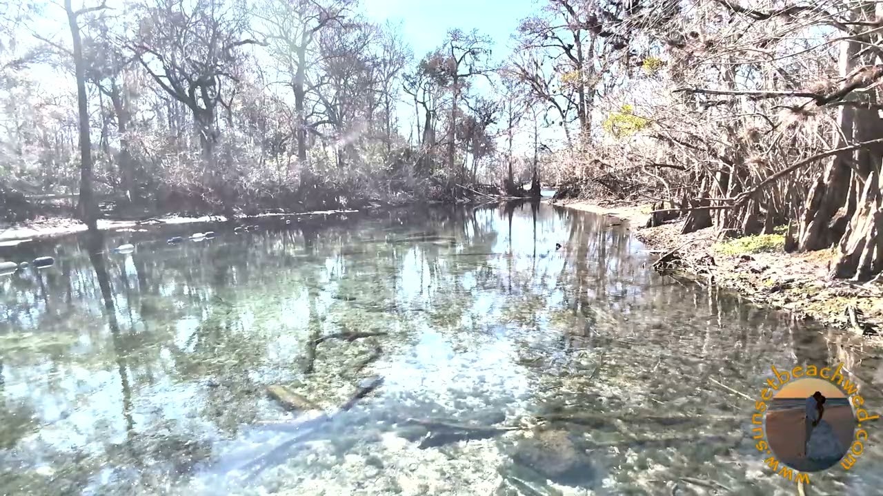 Fanning Springs January Manatees