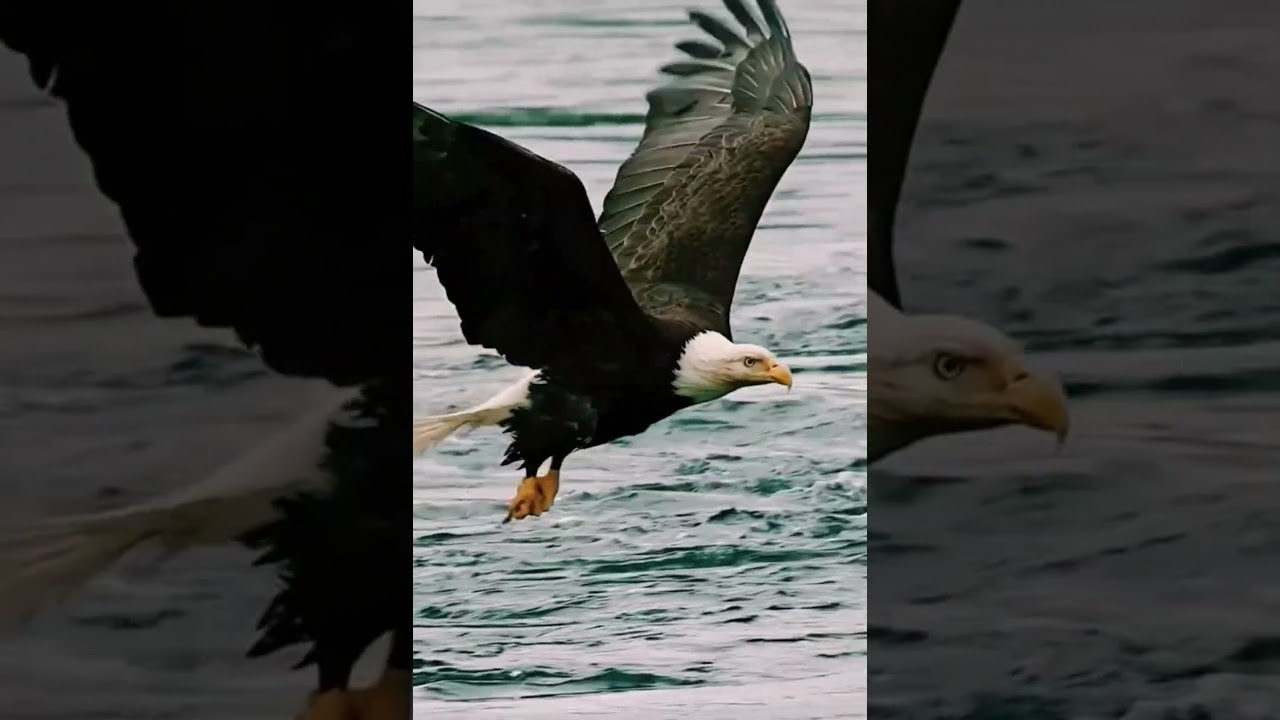 Pyguarge am&eacute;ricain &agrave; t&ecirc;te blanche en chasse. #eagle #aigle #nature #animaux