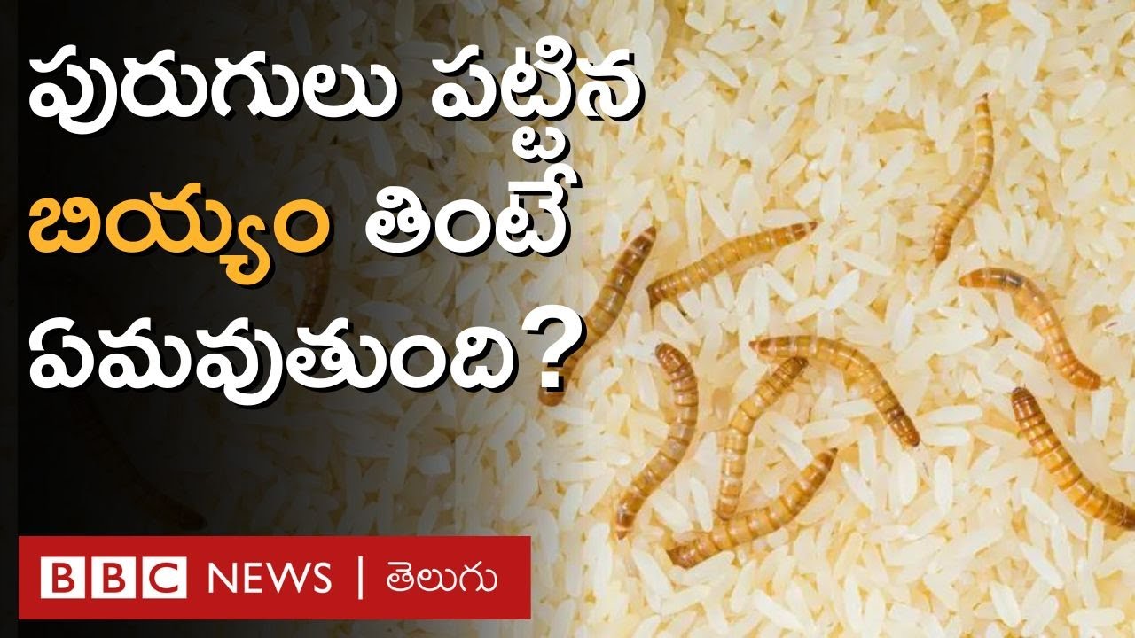 Rice worms: బియ్యానికి పురుగులు పట్టకుండా ఉండాలంటే ఏం చేయాలి? | BBC Telugu