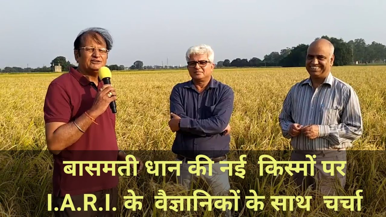 बासमती धान की नई  किस्मों 1985 , 1847 पर I.A.R.I. के वैज्ञानिकों के साथ  चर्चा 9215757800