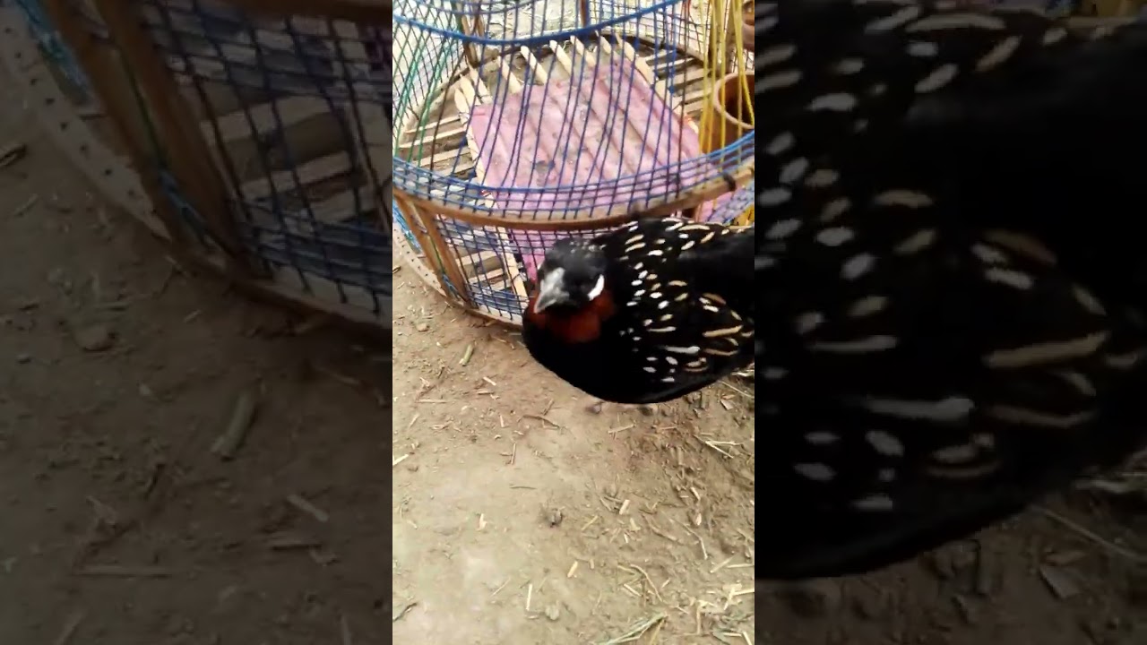 shidi Kala teetar ki masti