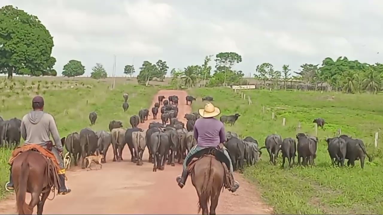 Embarque de búfalos #gado #pecuarista #fazenda 