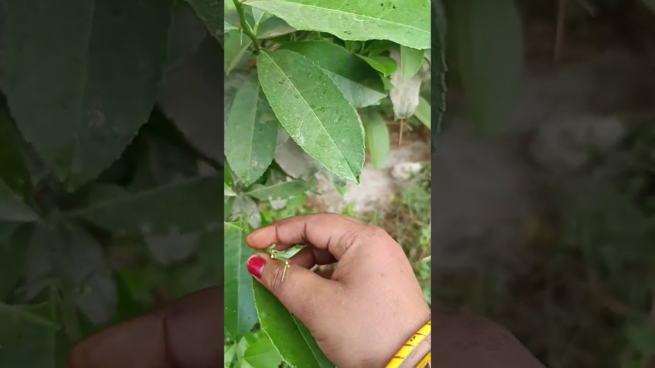 गुड मॉर्निंग युटुब ूब फैमिली राधे राधे # youtube video long video #viral video 