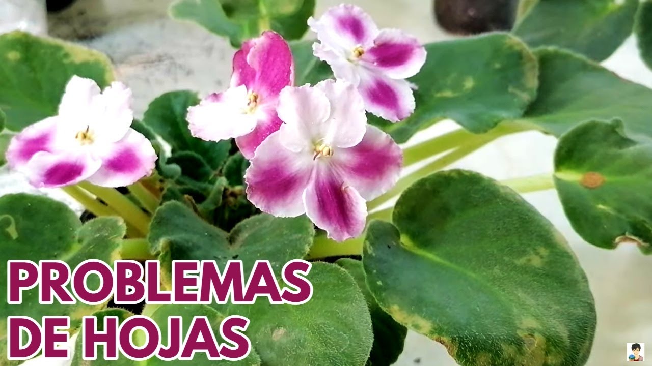 violetas africanas problemas de las hojas y soluciones CHUYITO JARDINERO