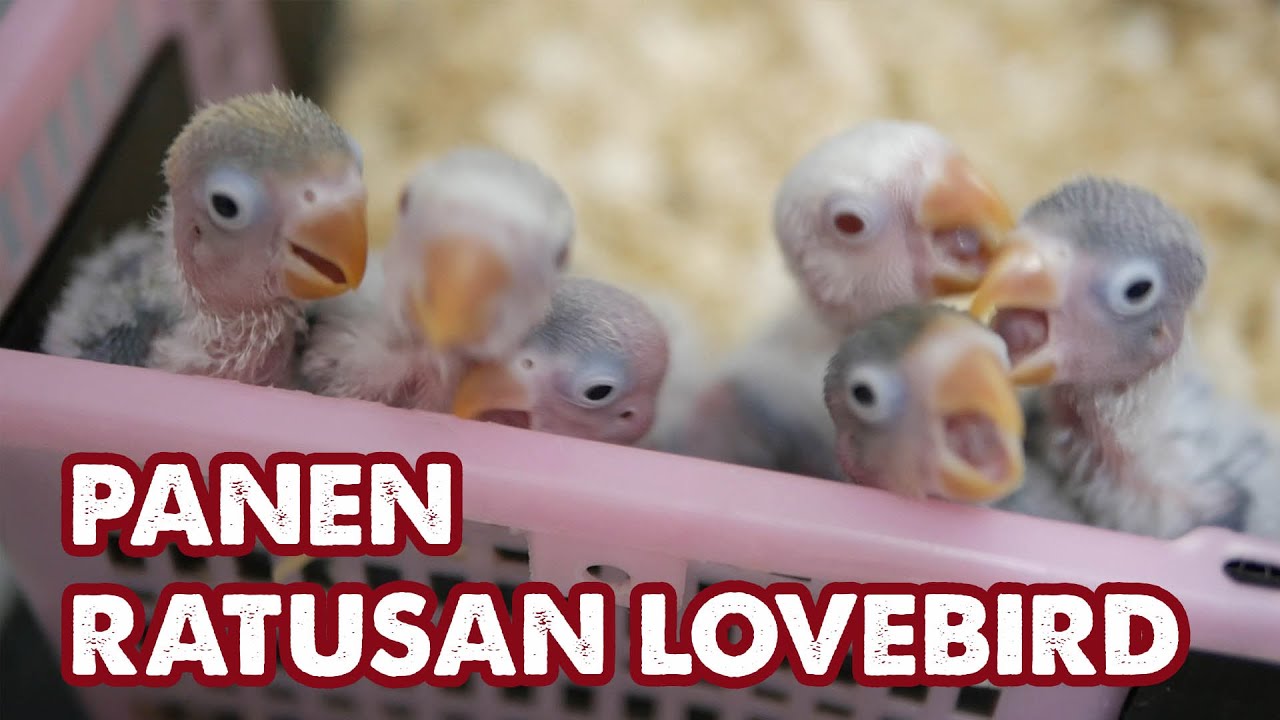 PANEN RATUSAN EKOR ANAK LOVEBIRD
