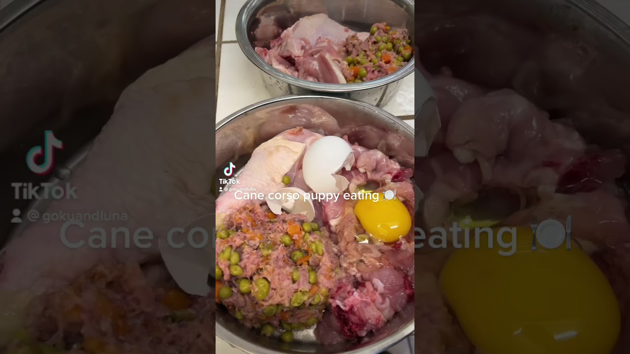 Cane corso puppy eating (Raw Diet)