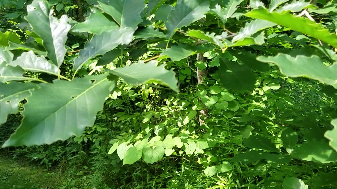 2020 Vernal Pool Woodland Tour