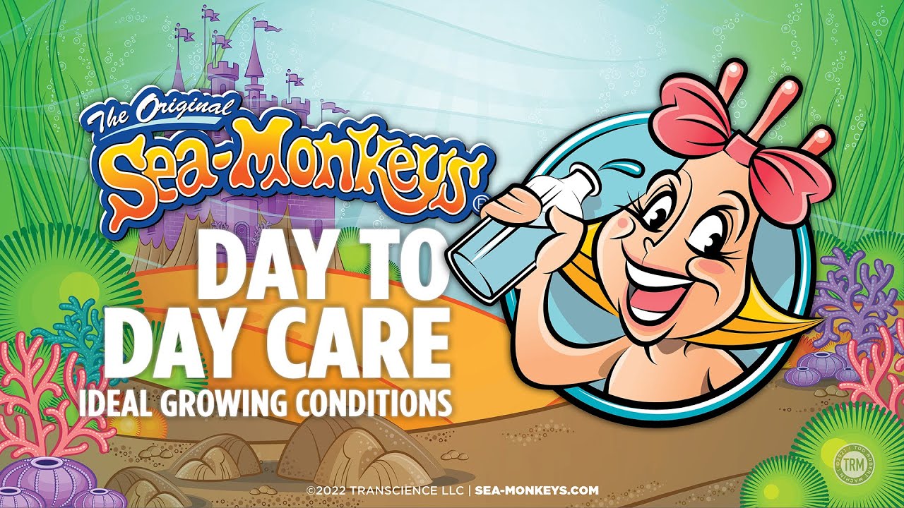 Ideal Growing Conditions - Day to Day Care | The Original Sea-Monkeys®