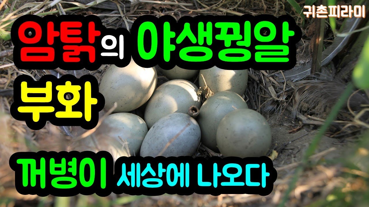 마늘밭 야생꿩알, 암탉이 부화, 꺼병이가 세상에 나오다!  Wild Pheasants Invade My Garlic Field! What Happens Next? [귀촌피라미]