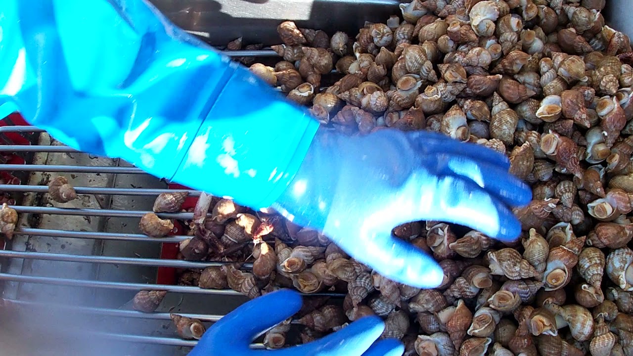 Separating whelks on the ship / Deadliest Catch Ireland