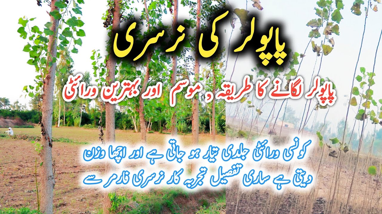 Poplar Tree Plantation | Tree Farming in Pakistan |  پاپولر نرسری لگانے طریقہ موسم اورمکمل ورائٹی