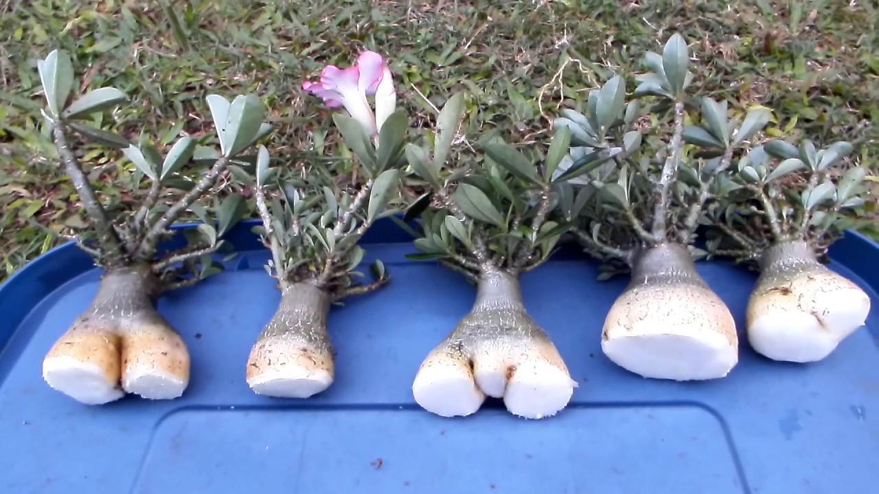 How to grow radial roots on Adenium