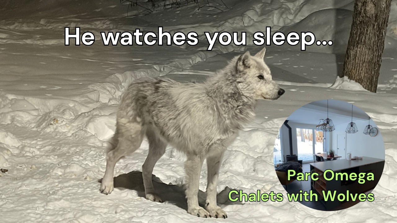 Wolves Marked Their Territory on My Bedroom Window - Parc Omega