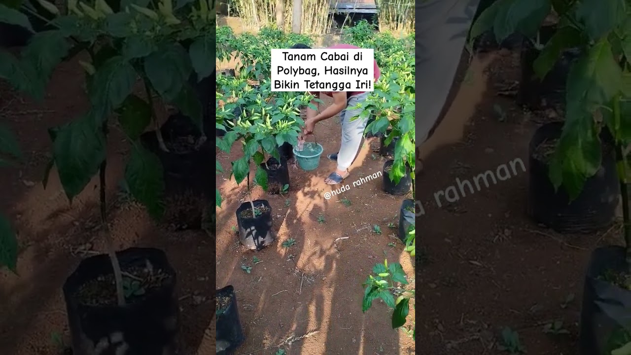 Tanam Cabai di Polybag, Hasilnya Bikin Tetangga Iri!