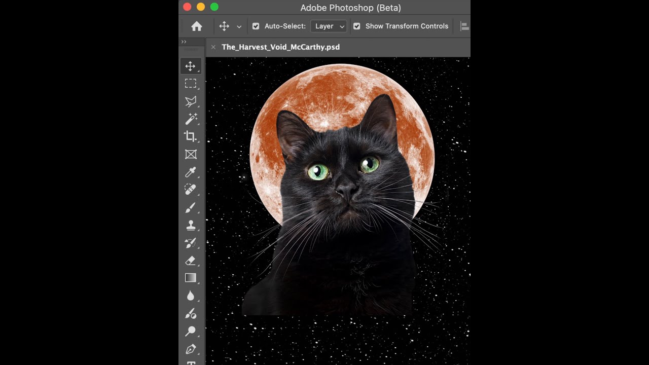 Creating Cat Collages With Matt McCarthy in 