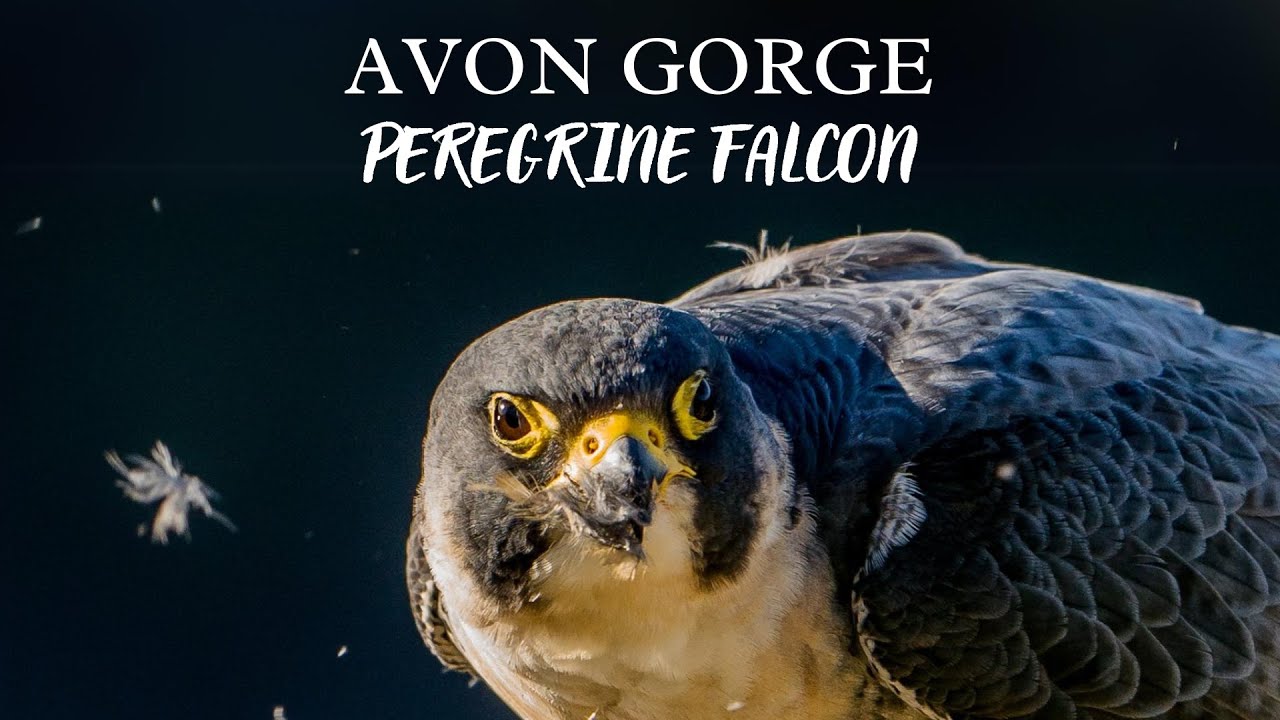 Avon Gorge Peregrine Falcons | 4K Film