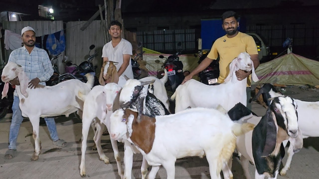Real 200%Shoukin🔥Dhamaka Quality Offer😱Vaccinated Lo Aur Shouk Karo || Waqas Bhai Bhiwandi Mumbai ||