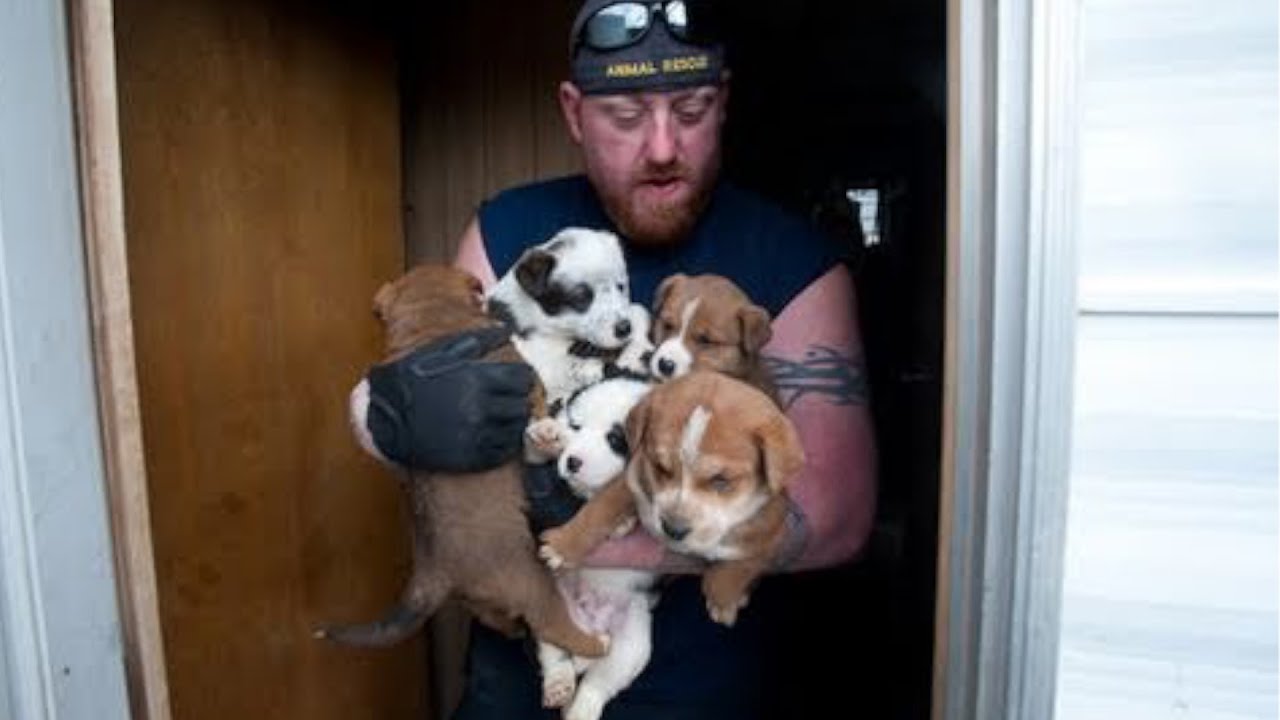 Animal Rescue Team Rescues Hundreds