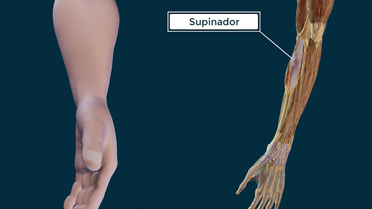 Supinador corto. Origen, Inserción, Función e Inervación