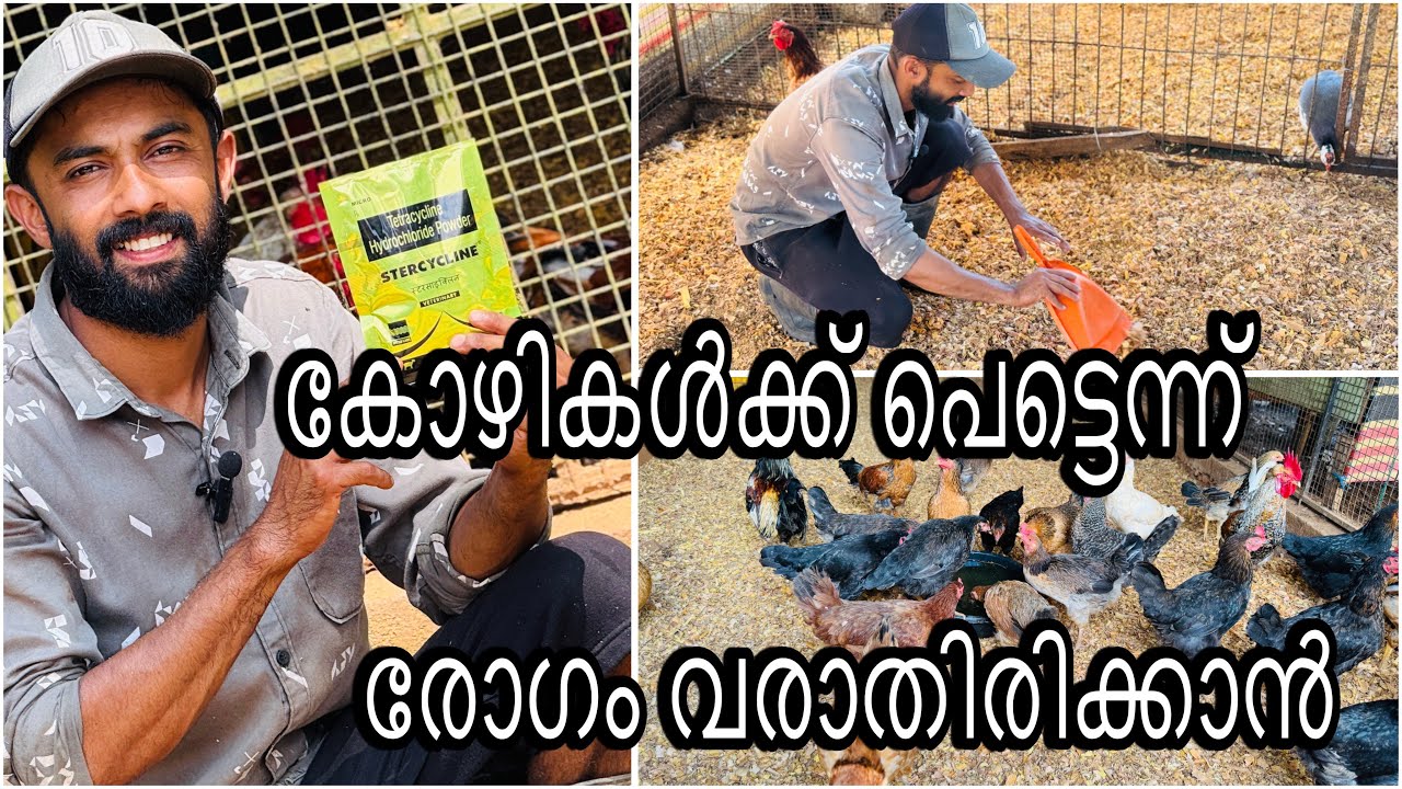 ഇടയ്ക്ക് ഇതുപോലെയൊക്കെ ചെയ്യുന്നതുകൊണ്ട് കോഴിവളർത്തൽ മുന്നോട്ടു പോവുന്നു 😊