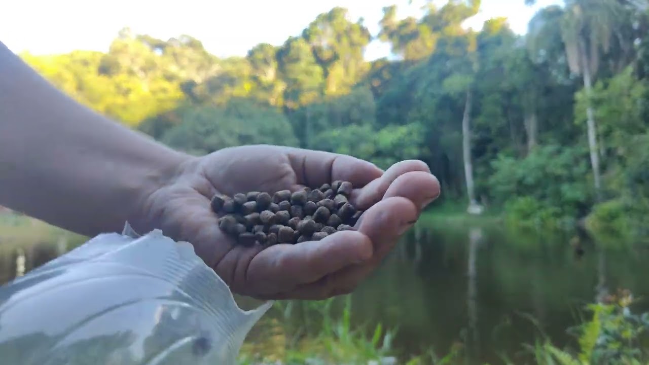 Muito peixe !!! #tilapia 