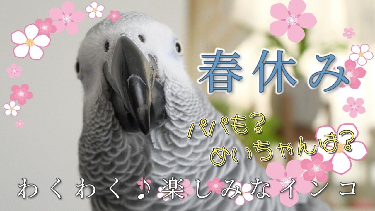 【春休み】春休みスタート！わくわく楽しみ♪高い高い遊びはハイテンションで喜ぶインコ【おしゃべりインコ】