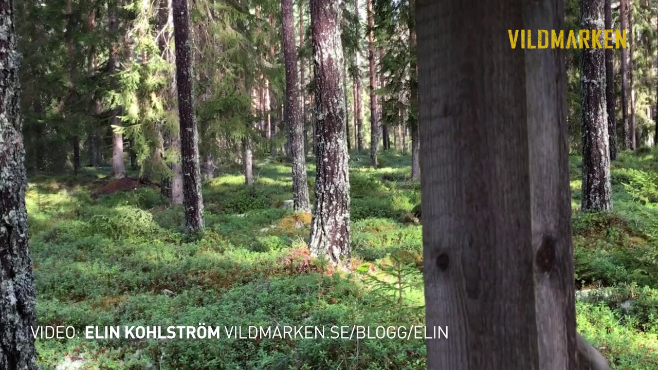 Björn på pass hos Elin Kohlström