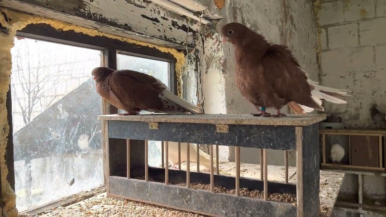 Gołębnik na mamki i młode gołębie 🕊 🐣 🌿 05/04/2023