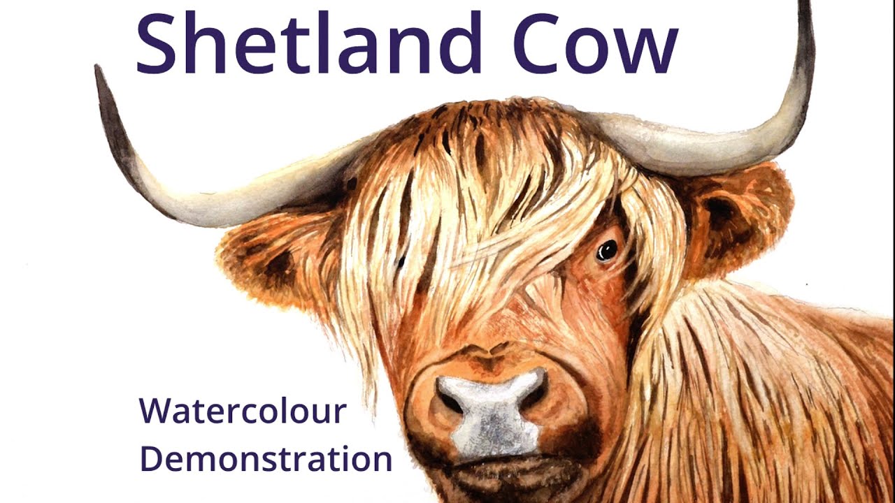 How to paint a Shetland Cow - Watercolour painting demonstration