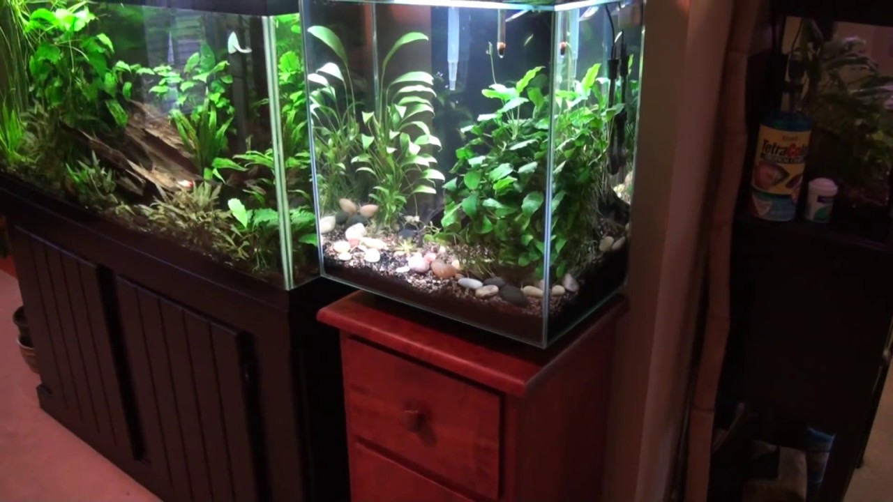 Fluval Edge Setup: 5 Gallon to 12 Gallon