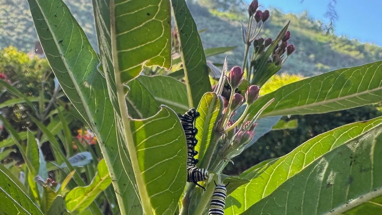 Read the Bible in a year - Day 59/365 - Numbers 11-3