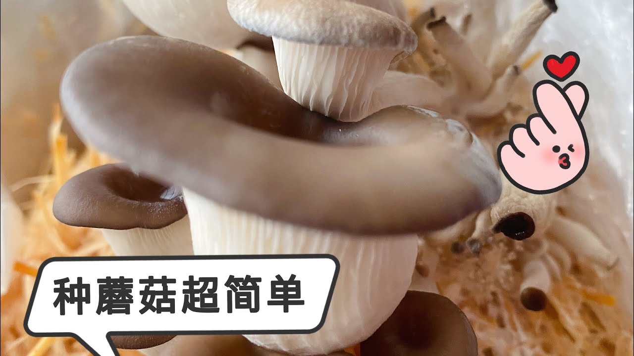 种蘑菇太简单了！ Growing mushrooms is so easy!
