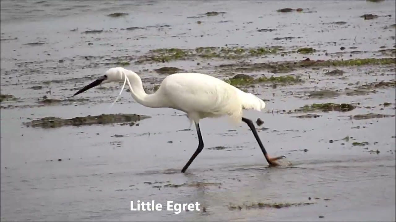 Birds of Isla Cristina, (Huelva, Spain - part 1)
