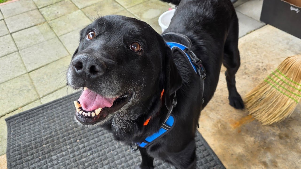 Met Buddy A 6/Half Yr Old Lab Who Loves To Play Fetch More Then Ever! 💯❤️