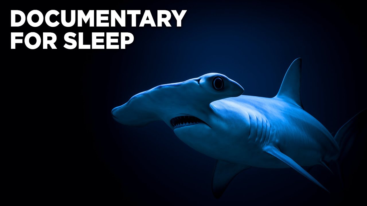 The Insane Biology of Hammerhead Sharks - Science To Fall Asleep