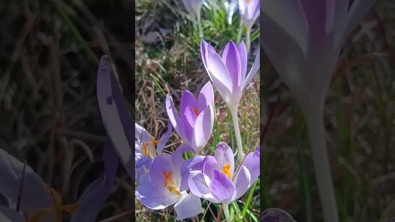 The First flowers of 🌼spring 🌺