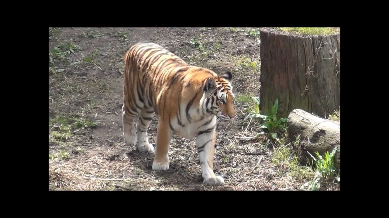 Tiger Walk Cycle
