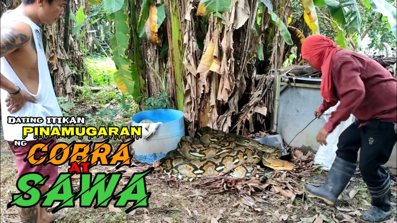 Dating ITIKAN PINAMUGARAN ng COBRA at SAWA | zuma haring ahas