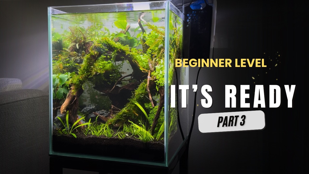 The Nano Tank Is Finally Ready | Part 3