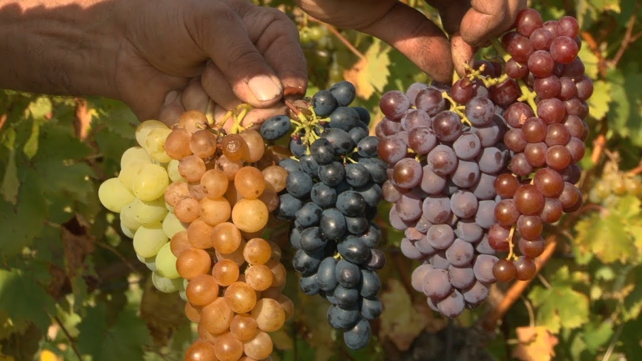 Raisin noir, rose ou blanc, lequel choisir ?