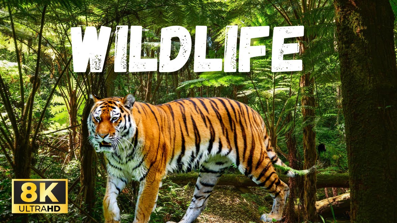 Wildlife Animals Relaxation Film - 4K UltraHD | Relaxing Music & Gentle Nature Sounds for Deep Calm