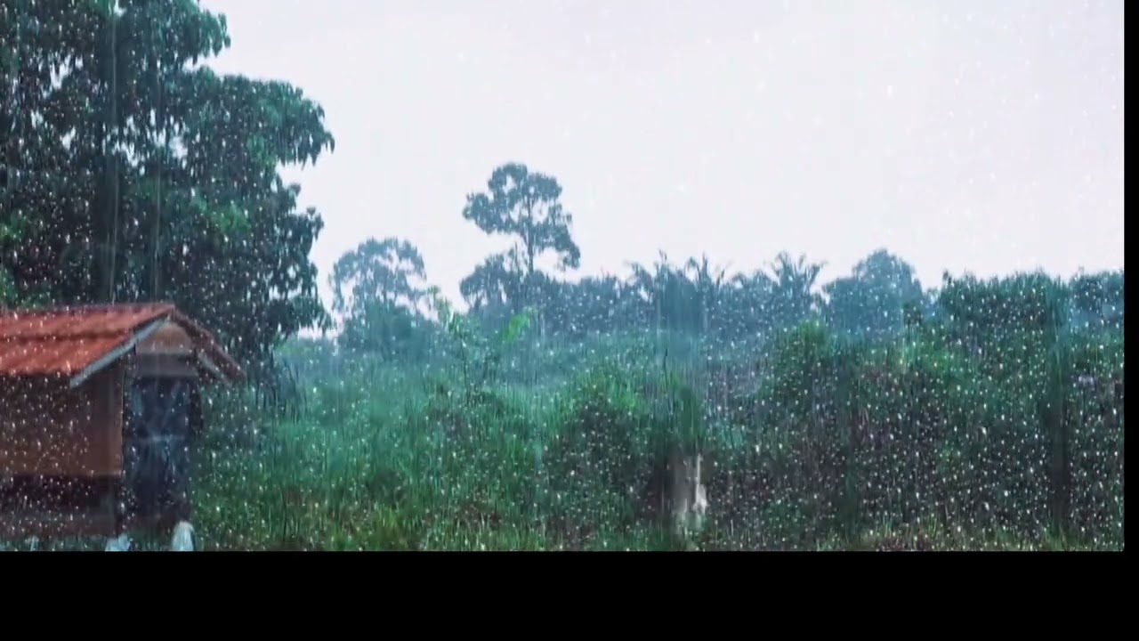Soothing Heavy Rain in Nature Forest Perfect for Sleep, Focus & Stress Relief | One Hour 