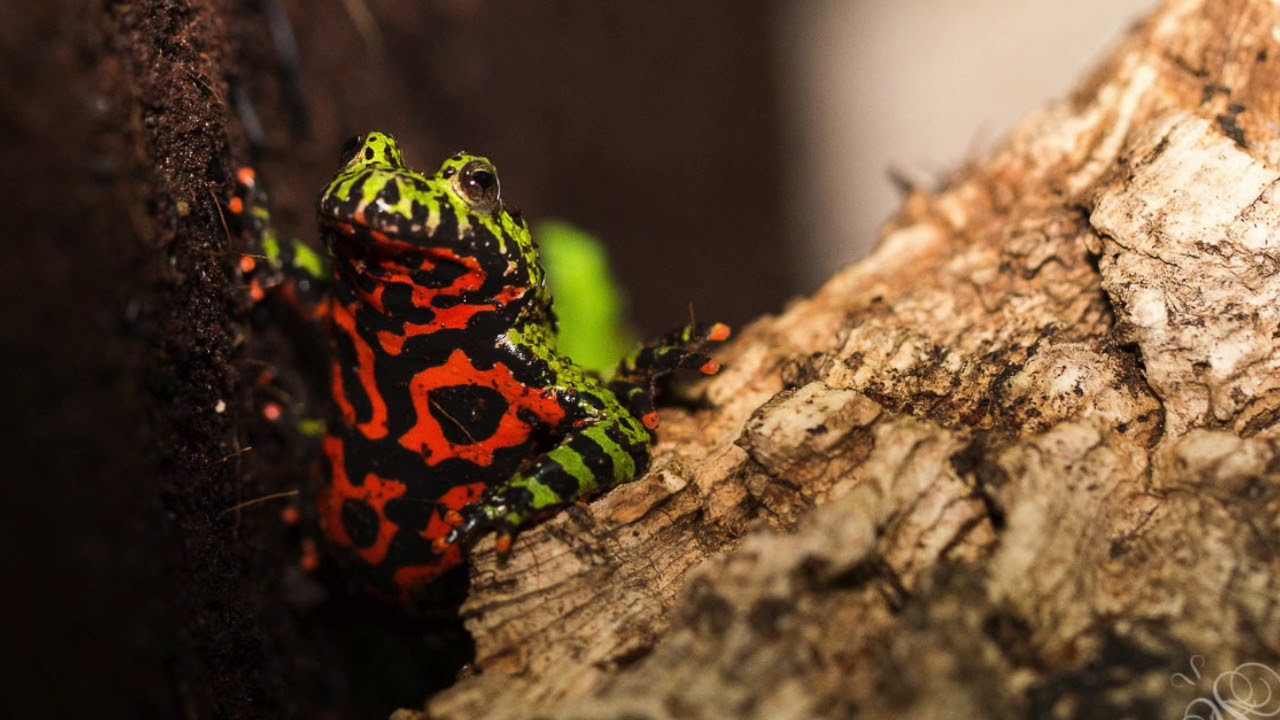 Bombina orientalis (Fire belly toads)
