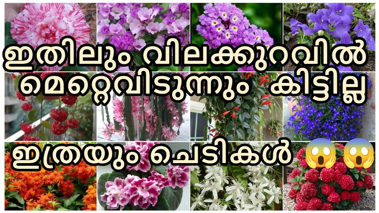 ഇതിലും വിലക്കുറവിൽ മറ്റെവിടുന്നും കിട്ടില്ല ഇത്രയും ചെടികൾ 😱😱😱💚💚💚💚🥰🥰🥰💥💥💥