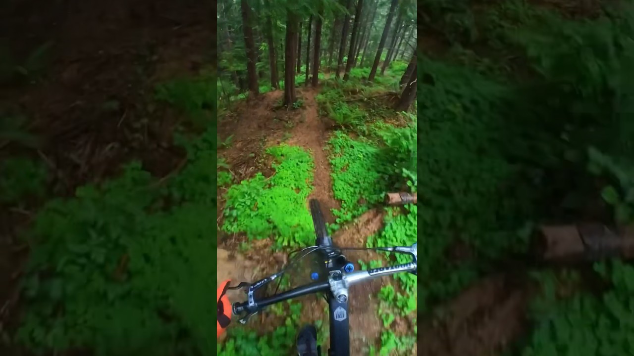 Forest rain ride #mtb