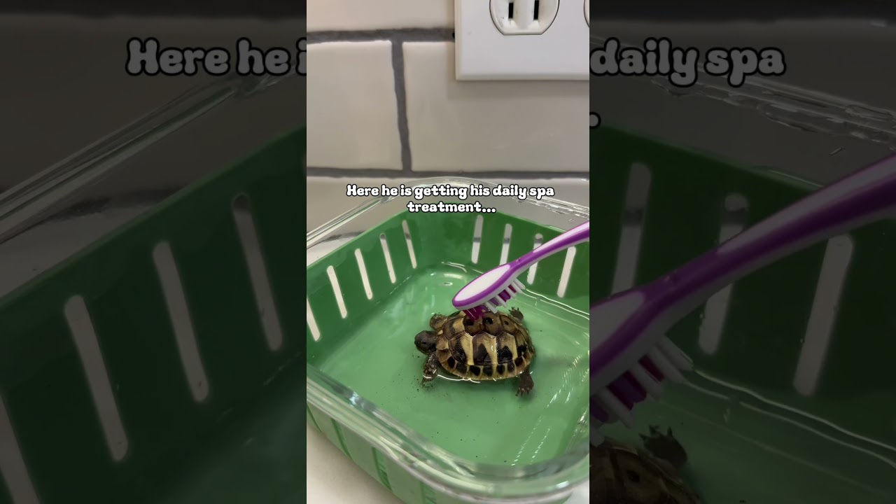 #babytortoise #turtoise #cuteanimals #reptilekeeper #reptiles #babyanimals #adorable #tiny