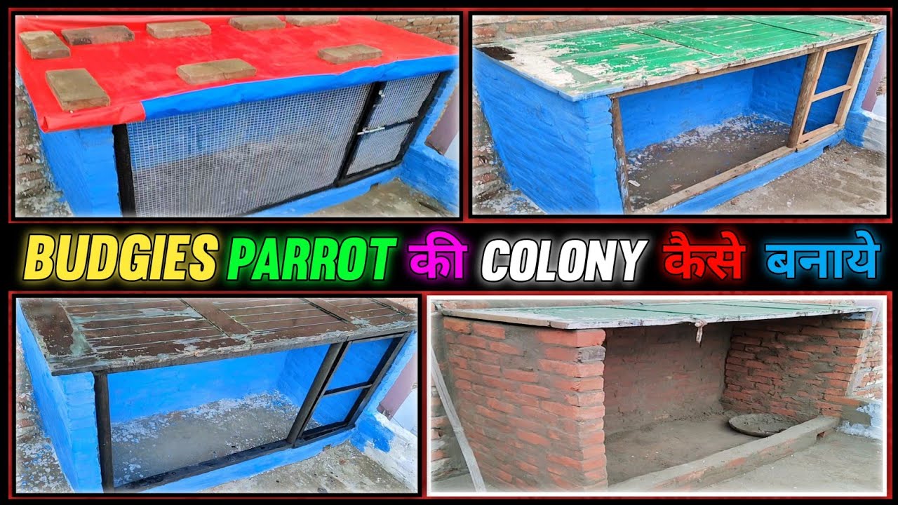 Budgies Parrot ki Colony Kaise Banaen 2022 Bajri Tote ki Colony Kaise Banaen 2022