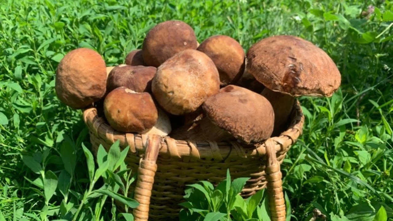 БІЛИЙ ГРИБ дубовий🌳Збір грибів перед грозою⚡🌩️